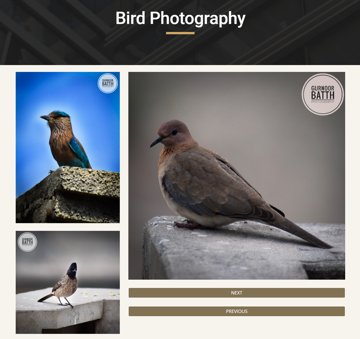 Bird photography preview